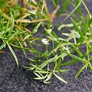 Stellaria longifolia (gwiazdnica długolistna)