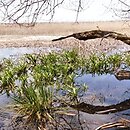 Tephroseridetum palustris - zespół starca błotnego