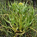 Senecio congestus (starzec błotny)