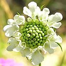 Scabiosa ochroleuca (driakiew żółtawa)