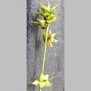 Carex divulsa ssp. divulsa (turzyca rozsunięta)