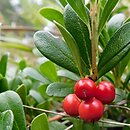 Arctostaphylos uva-ursi (mącznica lekarska)