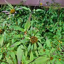 Bidens frondosa (uczep amerykański)