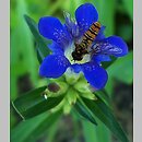 Gentiana affinis