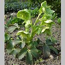 Helleborus lividus ssp. corsicus (ciemiernik błękitnawy podgat. korsykański)