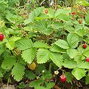 Fragaria vesca (poziomka pospolita)