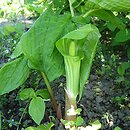 Arisaema (arizema)