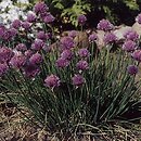 Allium schoenoprasum (czosnek szczypiorek)