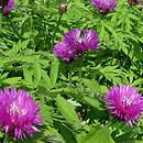 Centaurea dealbata (chaber białawy)