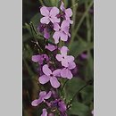 Hesperis (wieczernik)