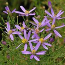 Aster sedifolius (aster wąskolistny)