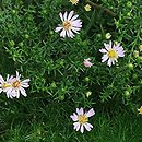 Symphyotrichum ericoides Esther