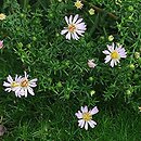 Symphyotrichum ericoides (aster wrzosolistny)