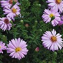 astry (Aster) w ogrodzie