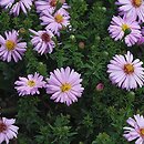 Symphyotrichum dumosum (aster karłowaty)