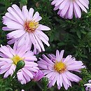 Symphyotrichum dumosum Blanice