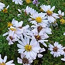 Symphyotrichum dumosum Schneezicklein