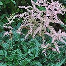 Astilbe ×rosea Sprite