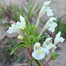 Galeopsis segetum (poziewnik piaskowy)