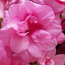 Rhododendron hort. Rosebud