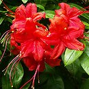 Rhododendron hort. Gloria Mundi
