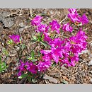 Rhododendron hort. Blue Danube