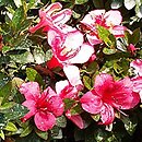 Rhododendron hort. Grupa '29d Azalie Nakaharai'