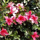 Rhododendron hort. Marilee