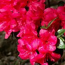 Rhododendron hort. Maruschka