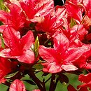 Rhododendron hort. Orange Beauty
