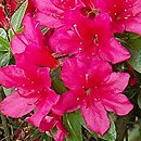 Rhododendron hort. Rubinstern