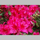 Rhododendron hort. Georg Arends
