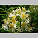 Rhododendron canadense (azalia kanadyjska)