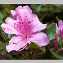 Rhododendron obtusum (azalia tępolistna)