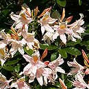 Rhododendron hort. Grupa '28e Azalie Viscosum/Occidentale'