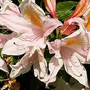 Rhododendron hort. Irene Koster