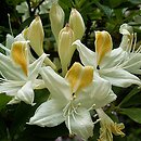 Rhododendron hort. Grupa '29c Azalie Japońskie (Wielkokwiatowe)'