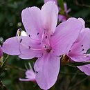 Rhododendron reticulatum (azalia żyłkowana)