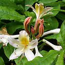Rhododendron hort. Chromatella
