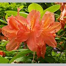 Rhododendron hort. Comte de Papadopoli
