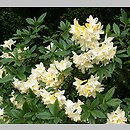 Rhododendron hort. Daviesii