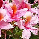 Rhododendron hort. Fanny