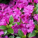 Rhododendron hort. Grupa '29a Azalie Kiusianum'