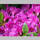 Rhododendron hort. Fumiko