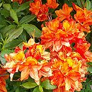 Rhododendron hort. Glowing Embers