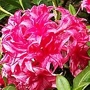 Rhododendron hort. Homebush