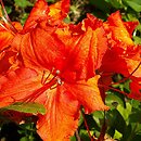 Rhododendron hort. Gibraltar