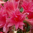 Rhododendron hort. Norma