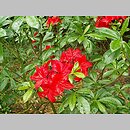 Rhododendron hort. Parkfeuer