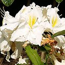 Rhododendron hort. Polly Claessens